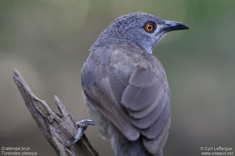 Brown Babbleradult, identification