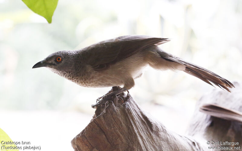 Brown Babbler