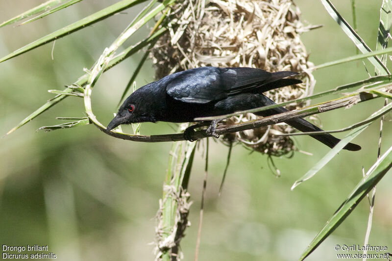 Drongo brillant, identification