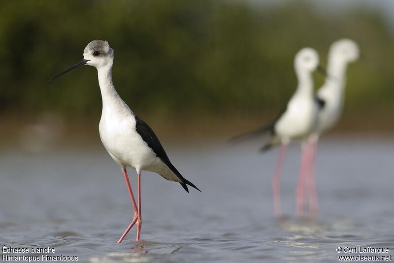 Black-winged Stilt, identification