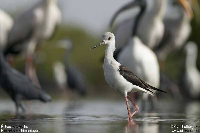 Échasse blanche, identification