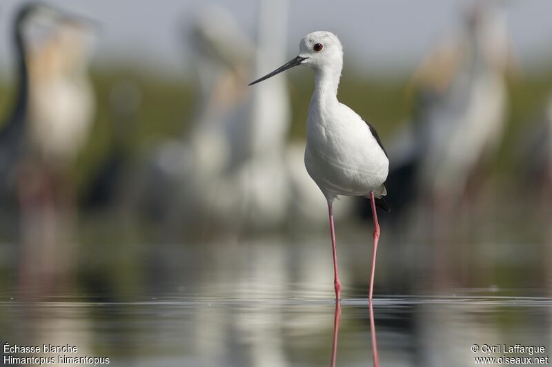 Échasse blanche, identification