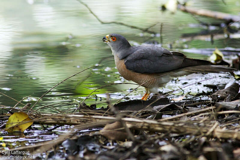 Shikra male adult, pigmentation, drinks