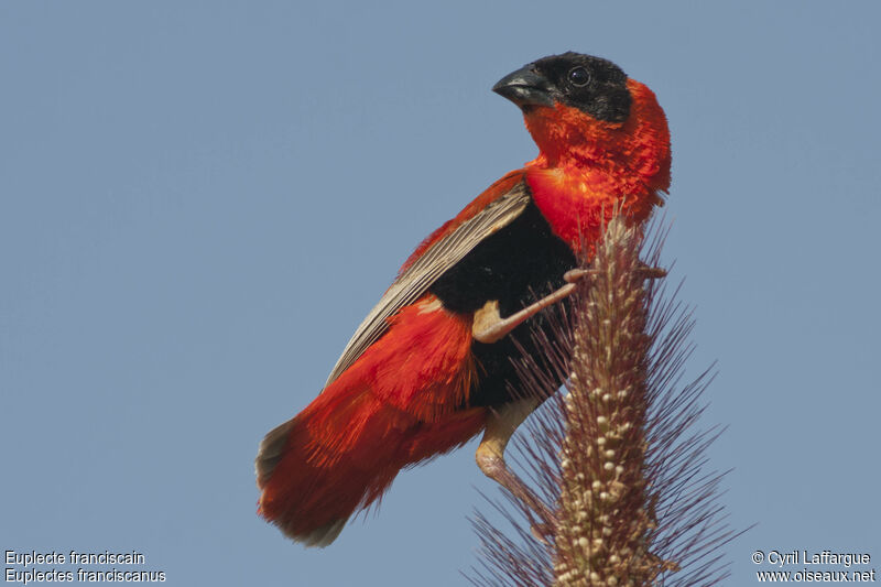 Northern Red Bishop male adult, identification