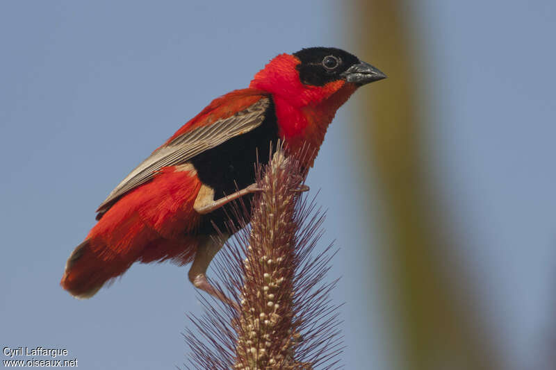 Northern Red Bishop male adult, Behaviour