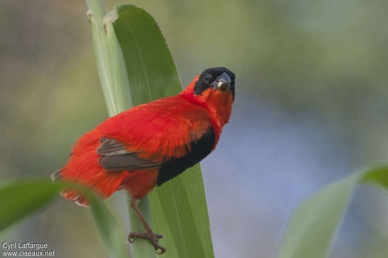 Northern Red Bishop male adult breeding