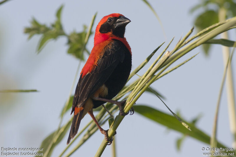 Euplecte monseigneur mâle adulte, identification