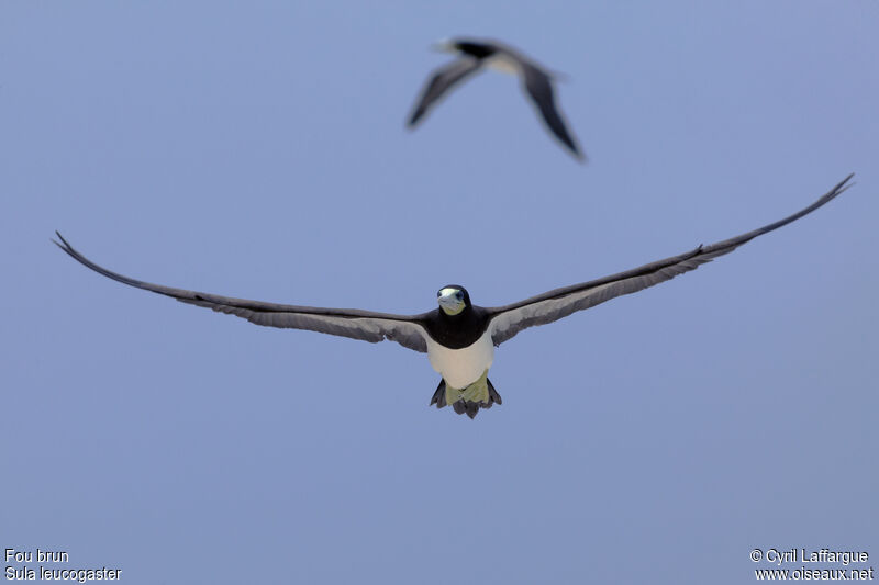 Brown Booby