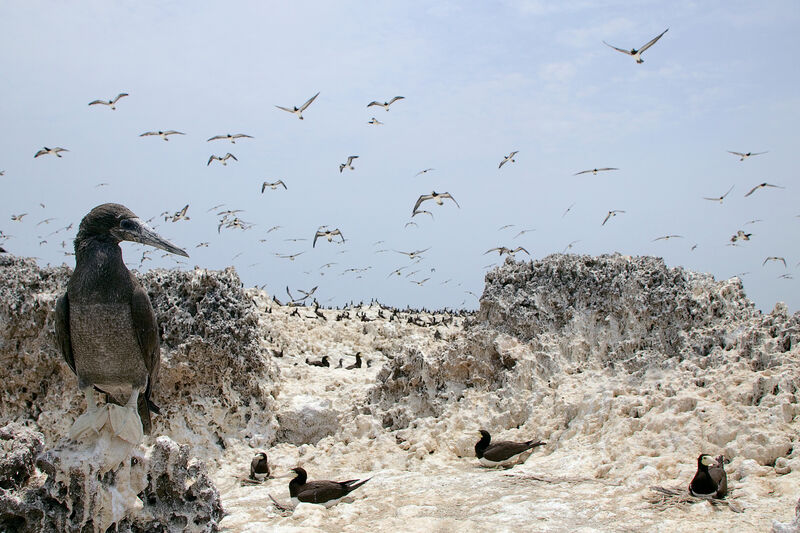 Brown Booby