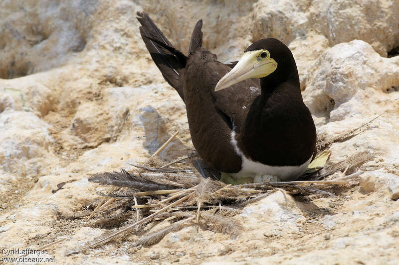 Brown Boobyadult, Reproduction-nesting