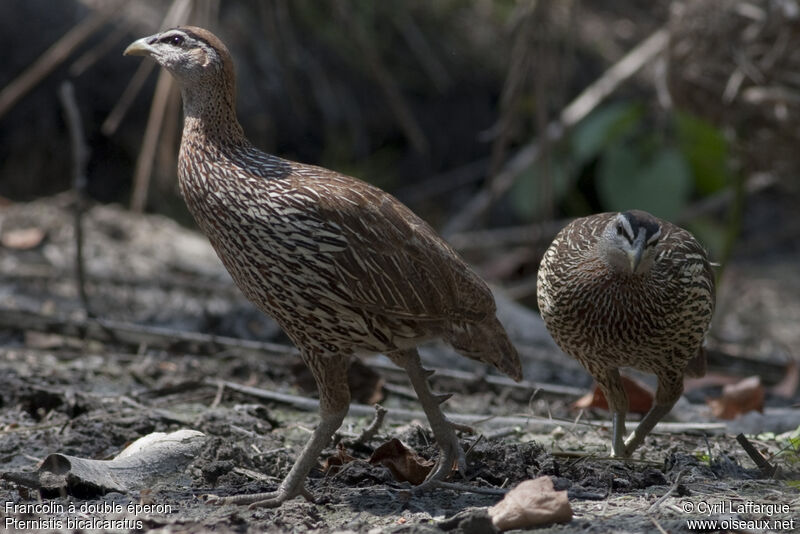 Francolin à double éperon