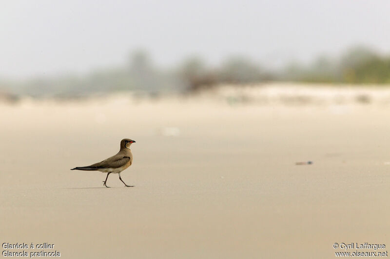 Collared Pratincole