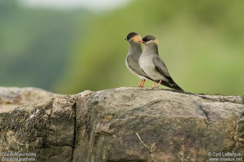 Rock Pratincole adult