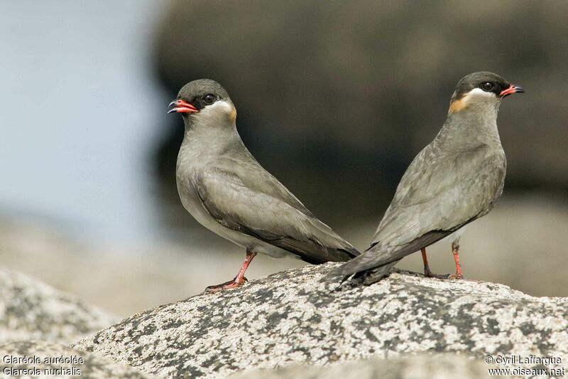 Rock Pratincole adult