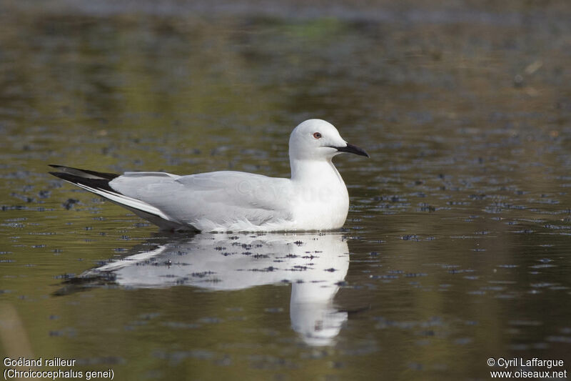 Slender-billed Gull