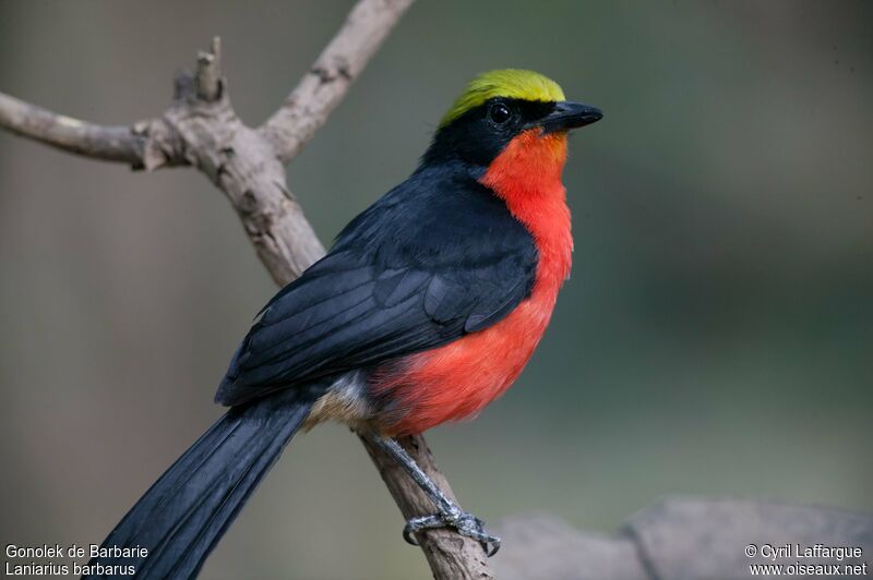 Yellow-crowned Gonolekadult, identification