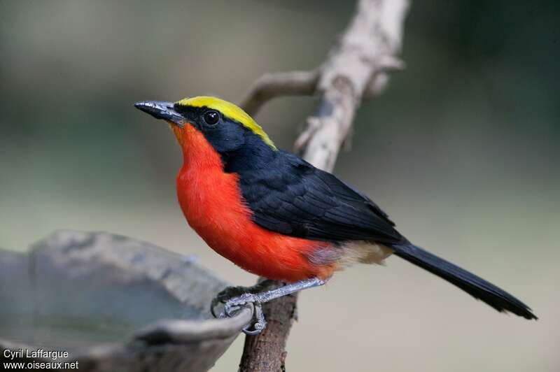 Yellow-crowned Gonolekadult, identification