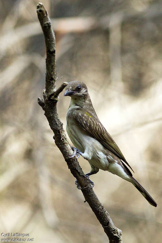 Greater Honeyguide female adult, identification