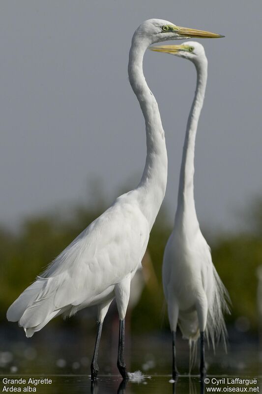 Great Egret, identification