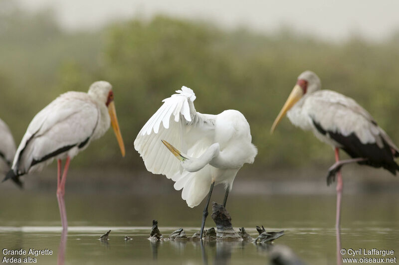 Great Egretadult, identification