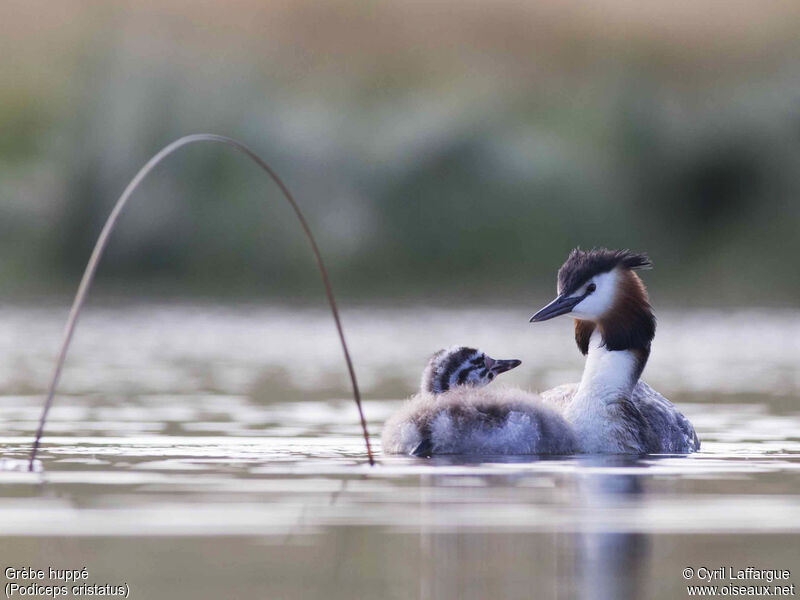 Great Crested Grebe