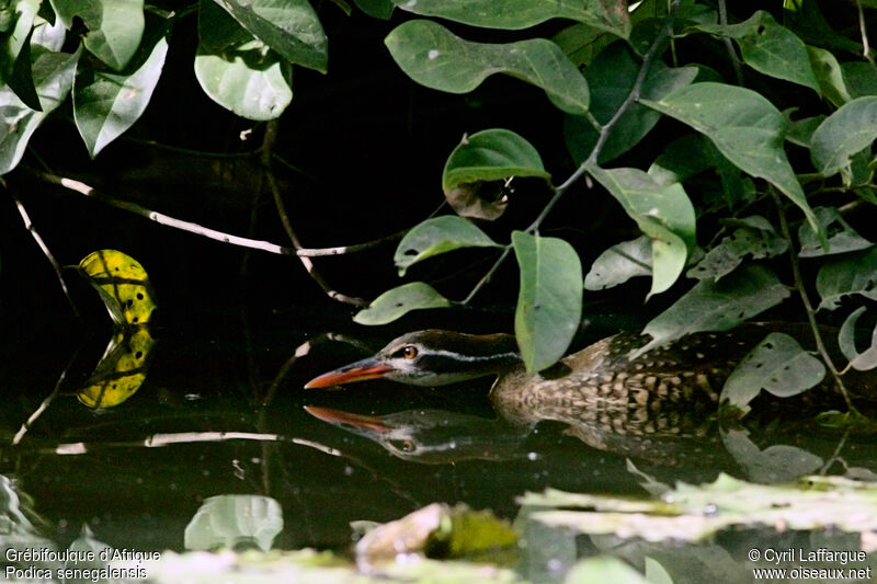 African Finfoot