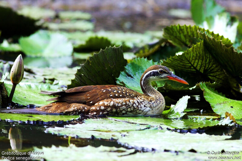 African Finfoot