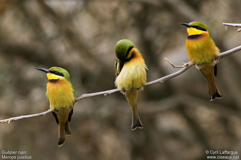 Little Bee-eater