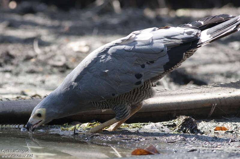 African Harrier-Hawkadult, drinks