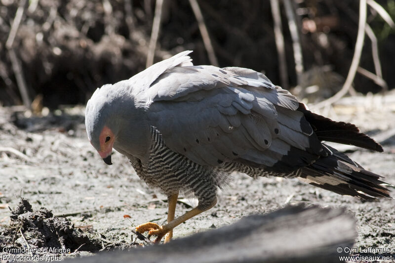 African Harrier-Hawkadult, identification