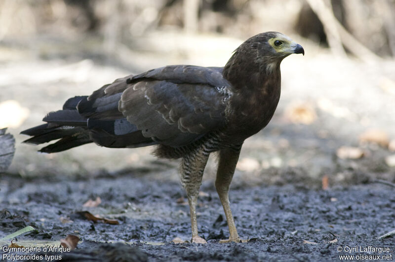 Gymnogène d'Afriqueimmature, identification