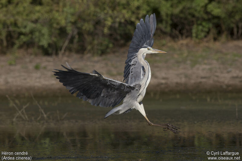 Grey Heron