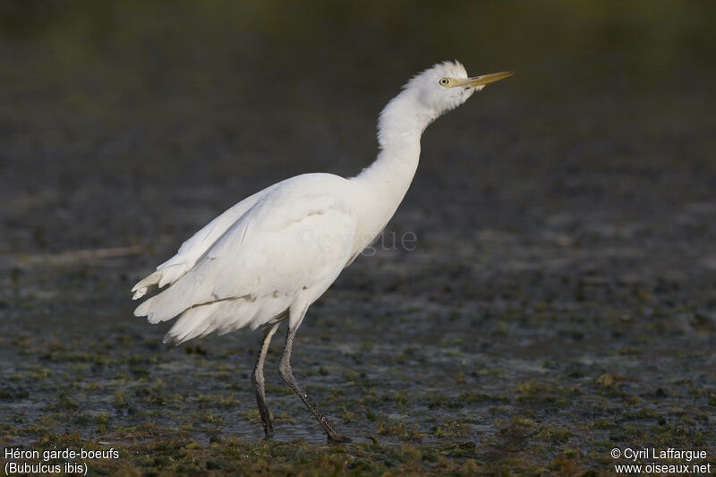 Western Cattle Egret