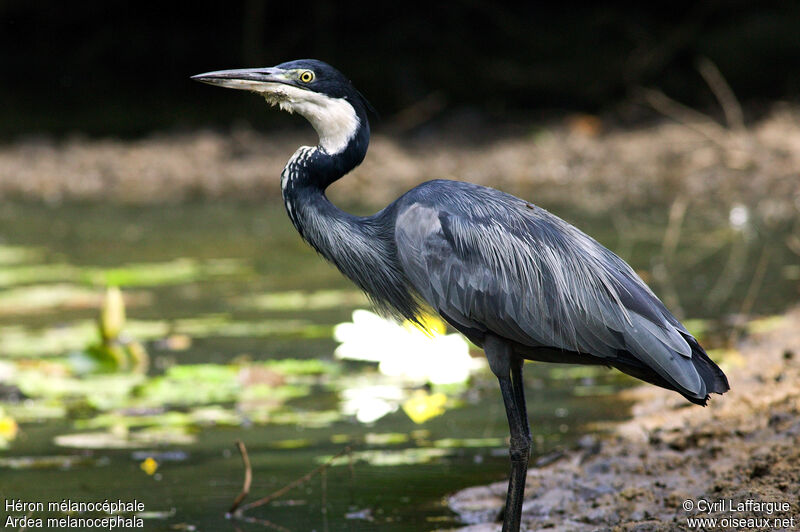 Black-headed Heron