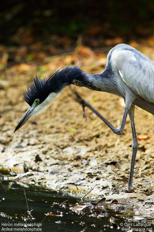 Black-headed Heron