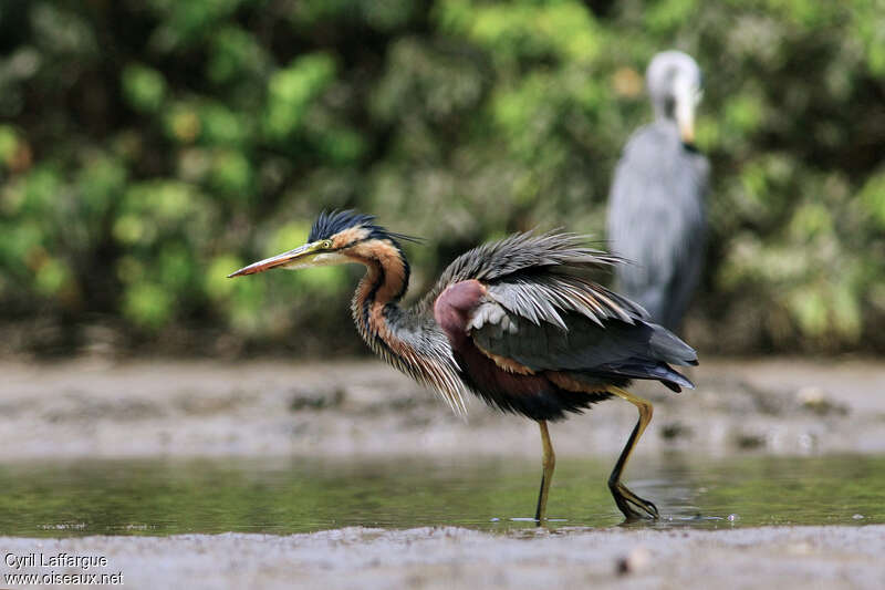 Purple Heronadult, aspect, pigmentation, walking