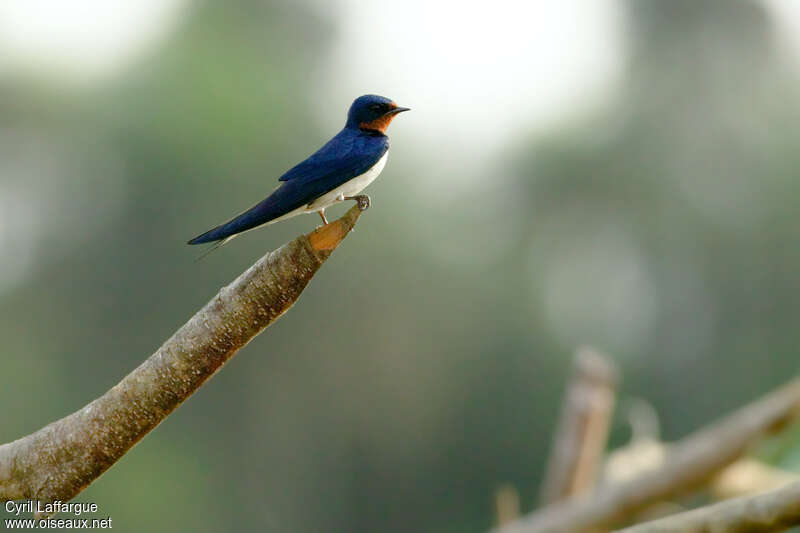 Hirondelle de Guinéeadulte, identification