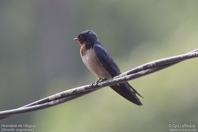 Hirondelle de l'Angola