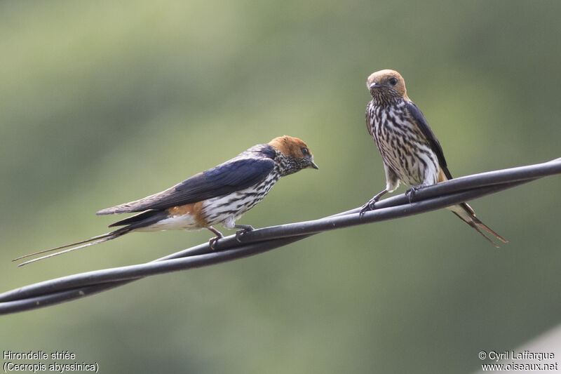 Lesser Striped Swallow