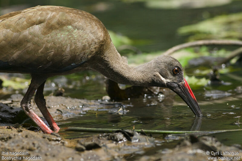 Ibis hagedash