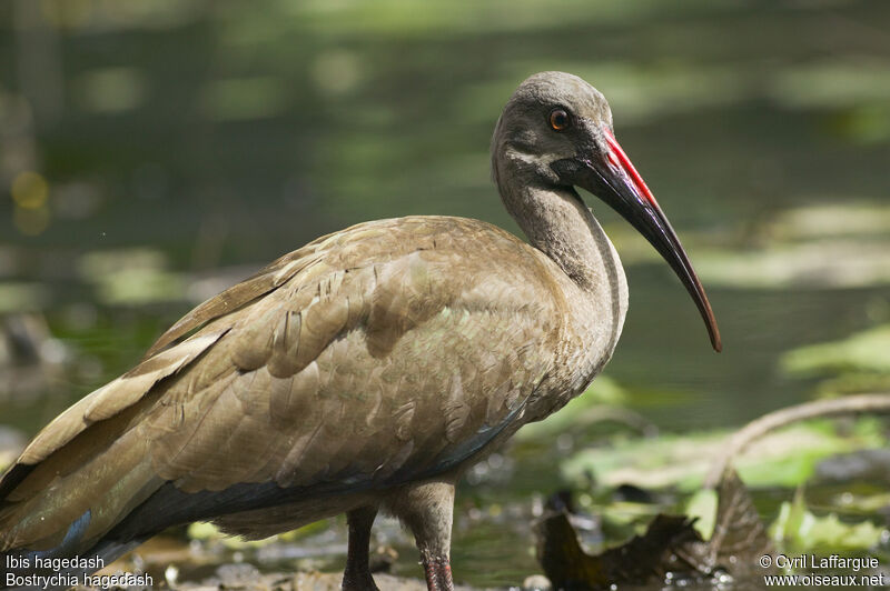 Hadada Ibis