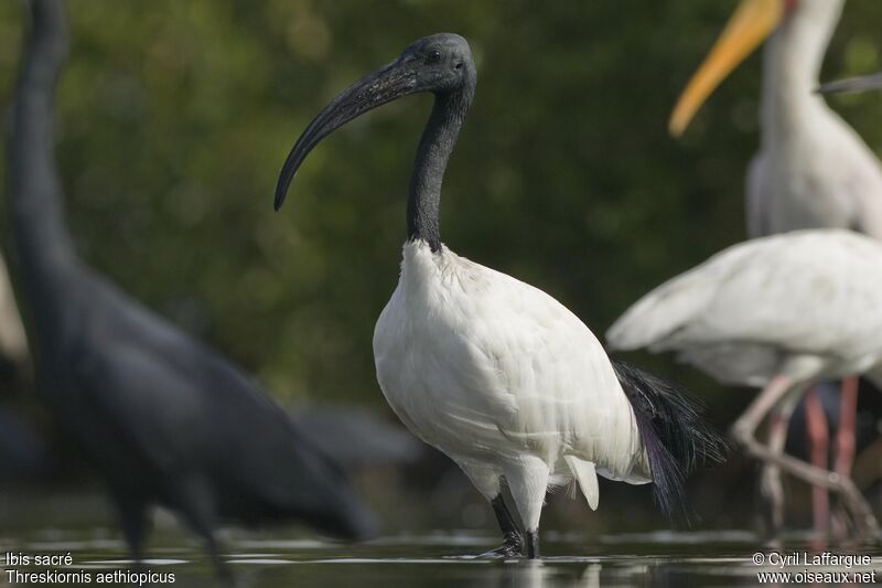 Ibis sacréadulte, identification