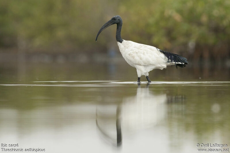 Ibis sacréadulte, identification