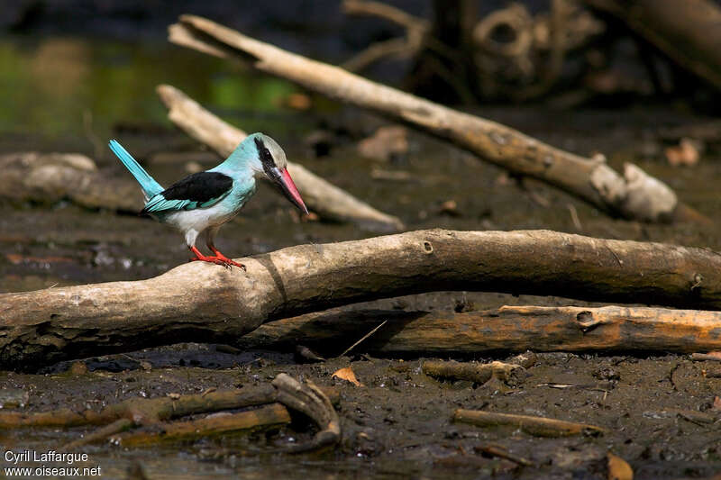 Blue-breasted Kingfisheradult, Behaviour