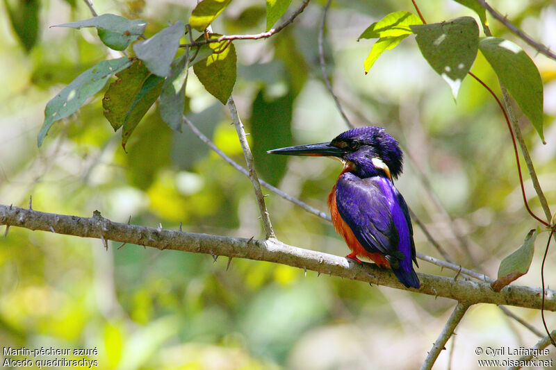 Shining-blue Kingfisheradult