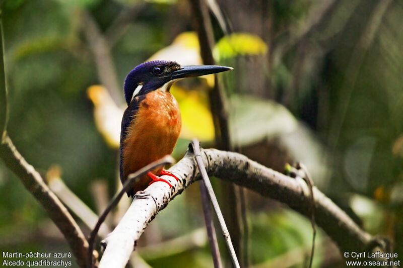 Shining-blue Kingfisheradult