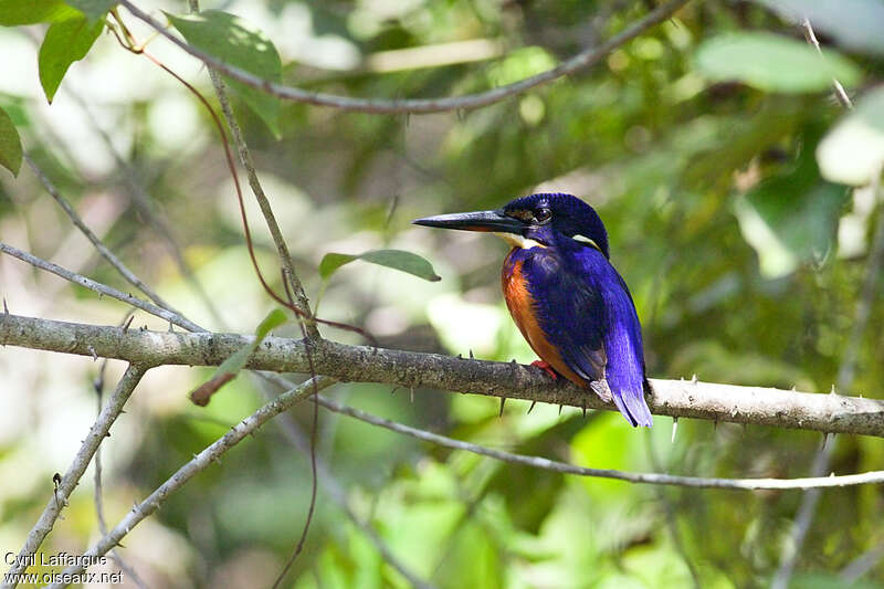 Martin-pêcheur azuréadulte, identification