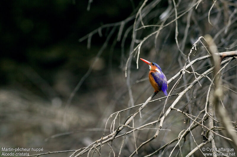 Malachite Kingfisheradult