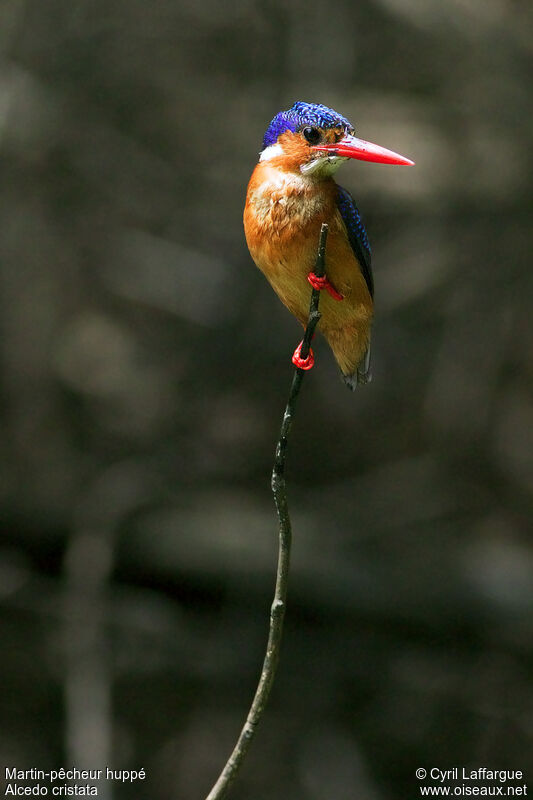 Malachite Kingfisher