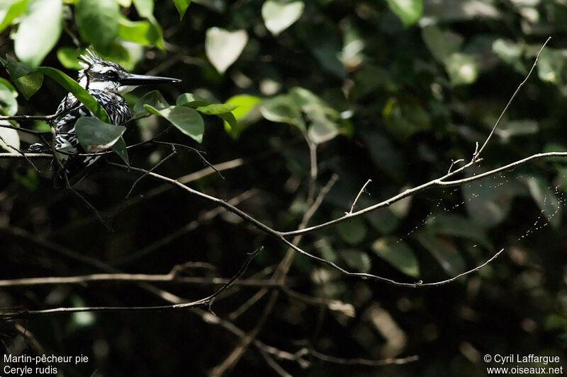 Pied Kingfisher